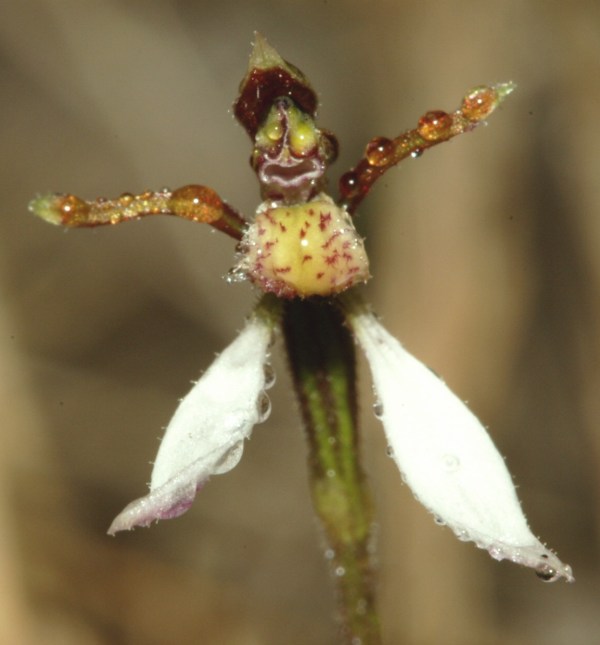 Eriochilus cucculatus